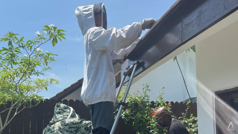 Beekeepers in Singapore encourage relocating instead of exterminating bees
