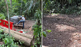 NParks siasat pokok di bawah gerakan OneMillionTrees ditebang tanpa izin di hutan simpanan