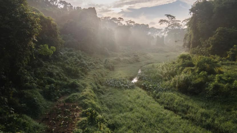 Hutan Clementi dikekalkan sebagai tapak perumahan; tiada 'keperluan segera' untuk bangunkannya