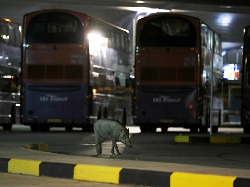 A TODAY reader writes that as society comes into more contact with wildlife, greater education needs to be carried out to minimise human-wildlife conflicts. In situations where it can't be avoided, the government should adopt a more humane method of dealing with the animals rather than resort to culling. TODAY file photo