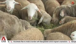 Hari Raya Haji: Korban rituals for 4 Singapore mosques affected by livestock delay 