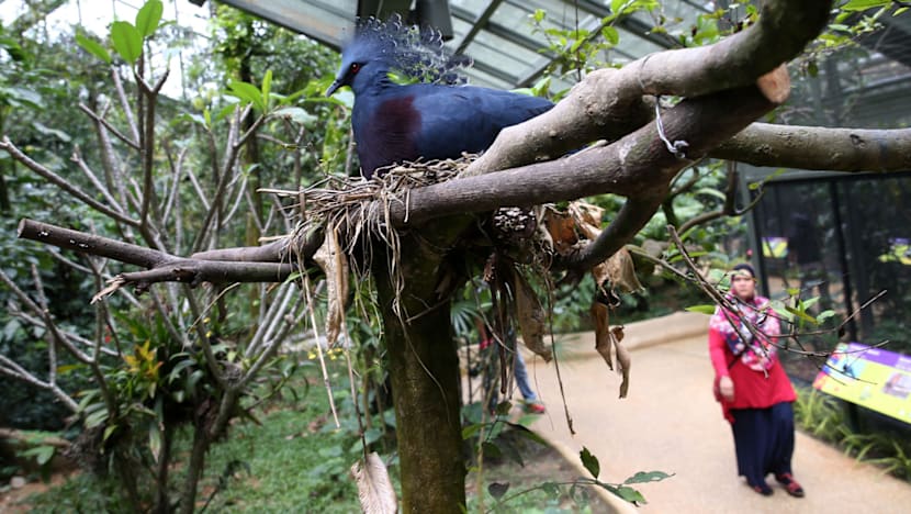 Rare Asian birds at Jurong Bird Park’s Wings of Asia aviary