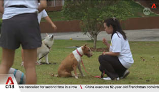 Cat and dog breeders see demand rise by up to 30% since 2019