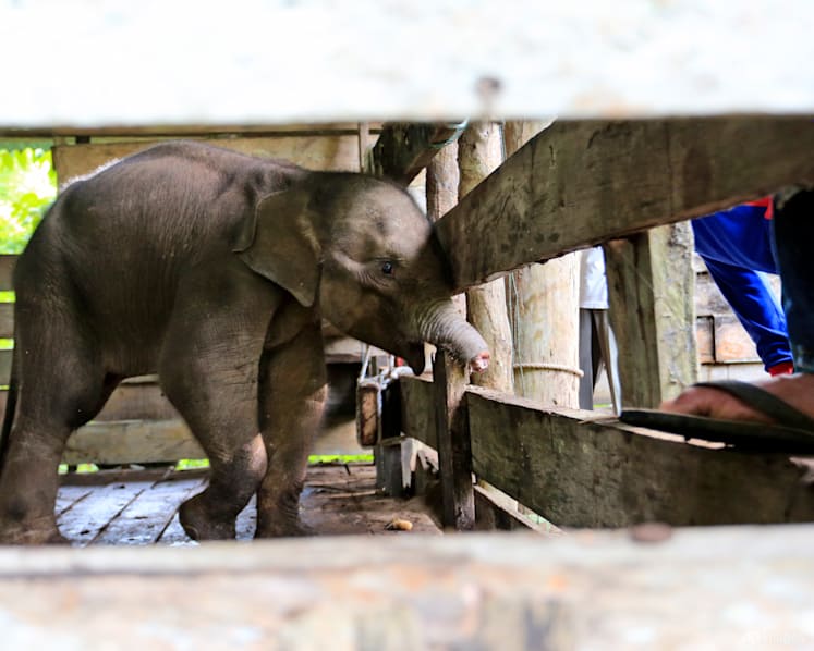 Baby elephant loses half its trunk to Indonesia poacher trap