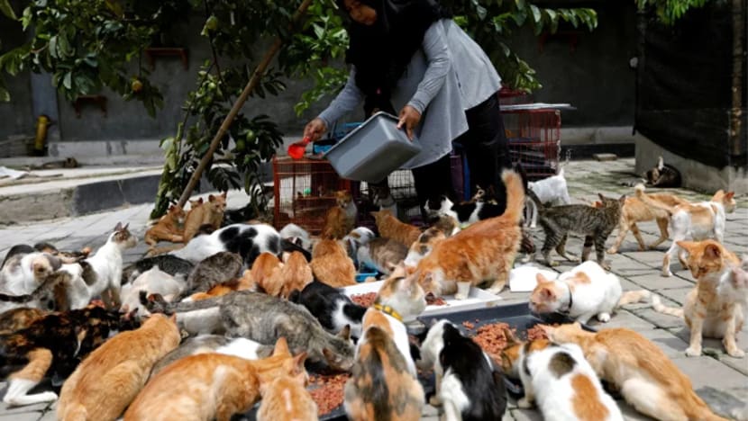 Suri rumah bela 250 kucing terbiar di rumahnya Suri rumah bela 250 kucing terbiar di rumahnya