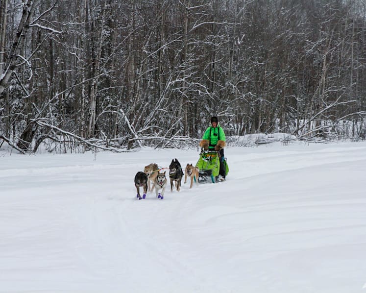 PETA calls for end to race after dogs die on 160km Iditarod in Alaska