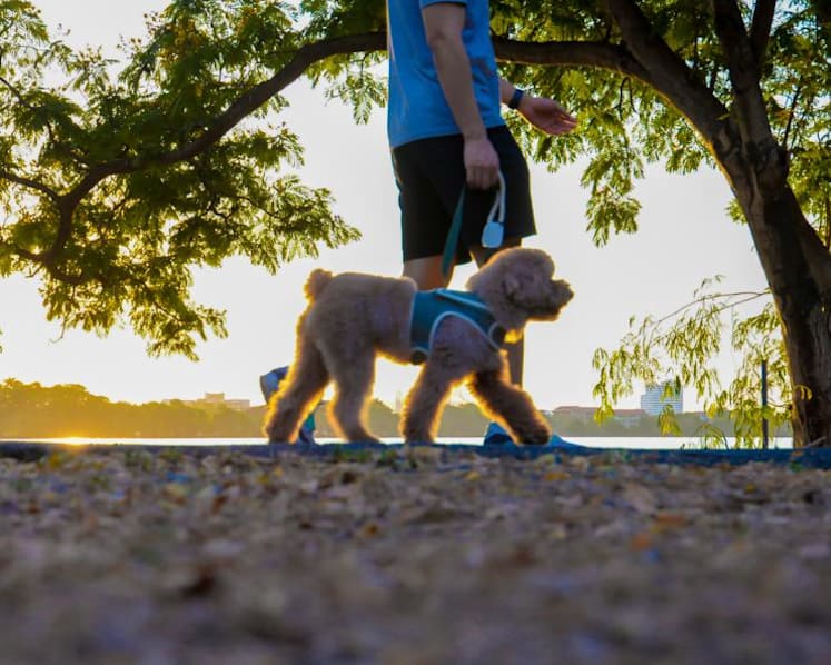 'Fart walking' after a meal is the latest health trend – but does it actually work?