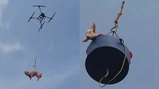 清明祭祖点子多，无人机吊运生猪、活羊上山！