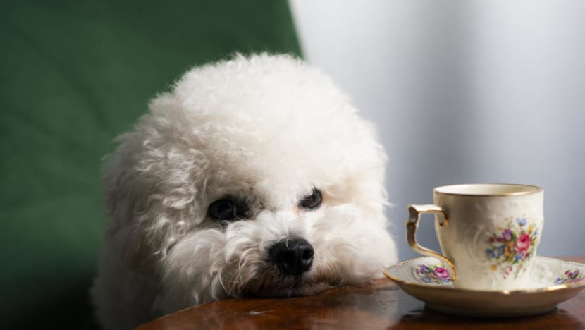 Commentary: Don’t let breed be your only consideration when getting a pet Commentary: Don’t let breed be your only consideration when getting a pet