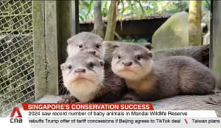 Nearly 1,000 baby animals of 143 species born across Mandai Wildlife Reserve's parks in 2024
