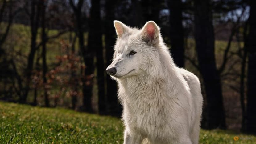Commentary: ‘De-extinct’ dire wolves hide humanity’s destruction of nature Commentary: ‘De-extinct’ dire wolves hide humanity’s destruction of nature