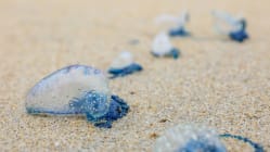 Related article image