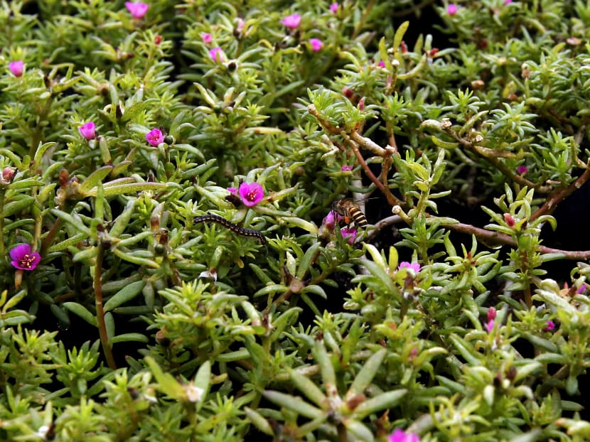 NEA launches ‘no waste days’ challenge