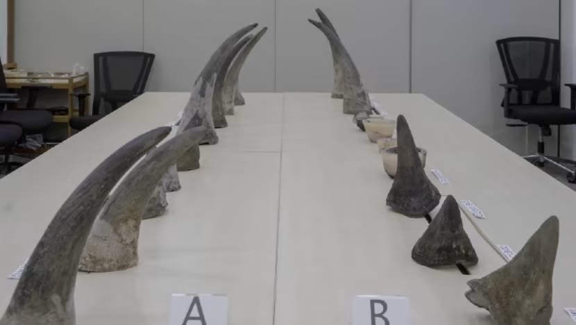 Jail for South African caught at Changi Airport in Singapore's largest seizure of rhino horns