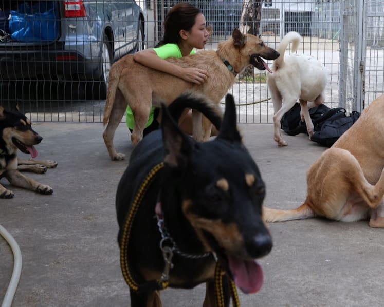 Animal welfare groups hail authorities’ nationwide push to sterilise stray dogs