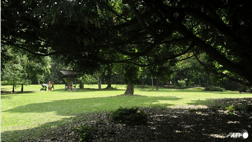 Singapore launches first national pruning guidelines to improve tree care and safety