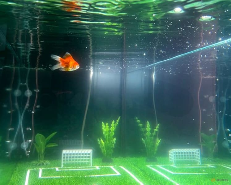 Goldfish Swimbappe's World Cup predictions make a splash in Toronto