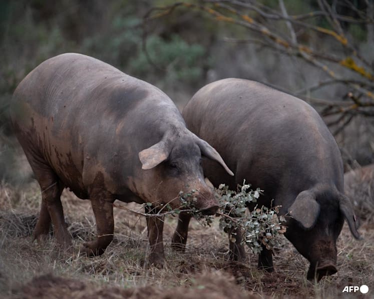 Spain alerts WHO of swine flu virus believed to have been transmitted between people