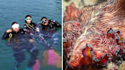 Marine community fears loss of biodiversity hotspot to proposed western island development