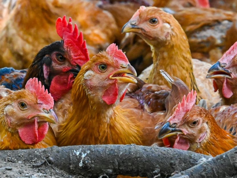 Poultry salesman pocketed S$193,000 of customers' cash to pay off brother's debts, gets jail