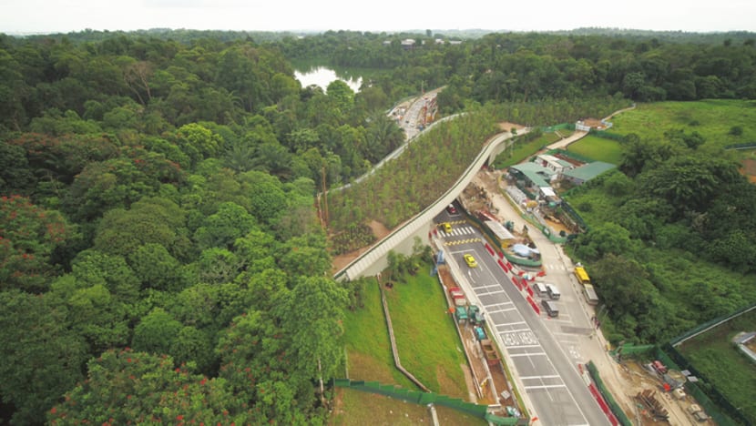 Bridge for animals to cross Mandai Lake Road opens; plans afoot to restore part of forest
