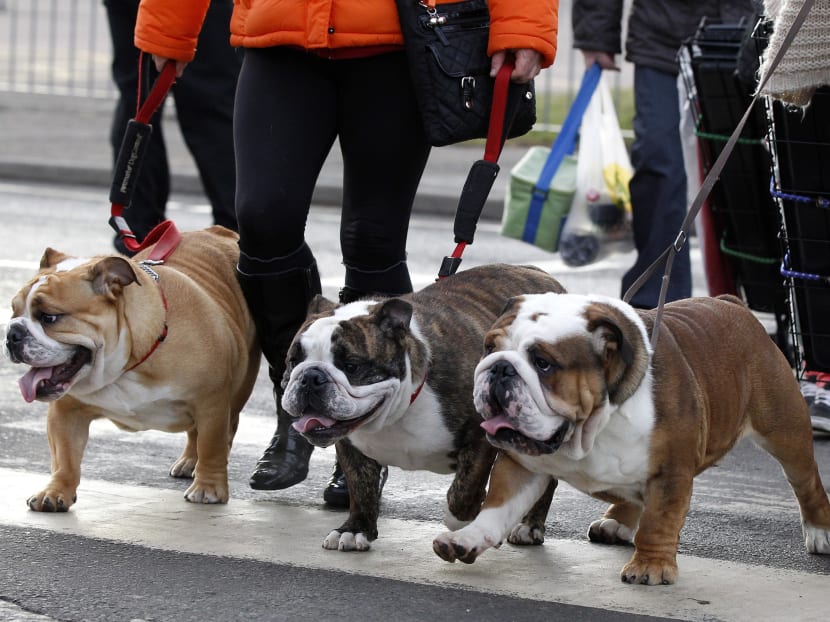 6 dogs that will never be cast as the lead in a TV show