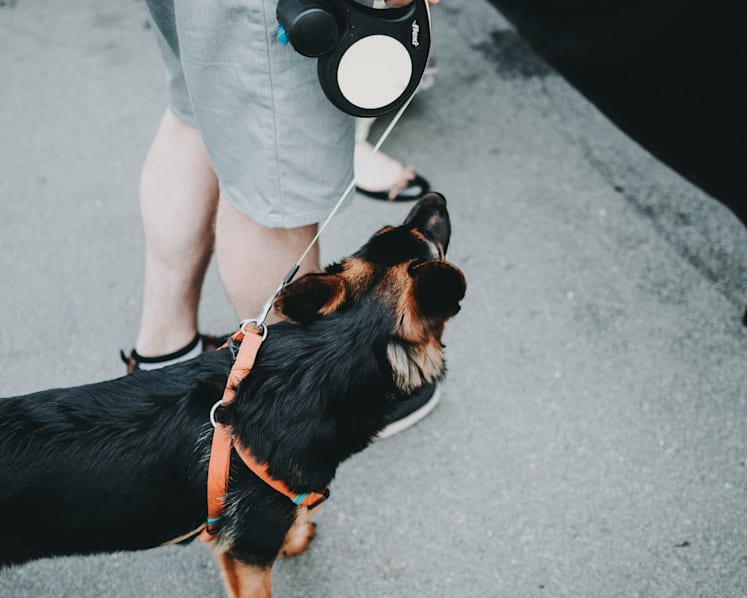 Man fined for fighting at HDB lift lobby after refusing to move his dogs for couple to exit