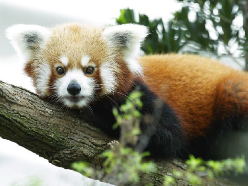 Female red panda Poonya at River Safari. Photo: WRS