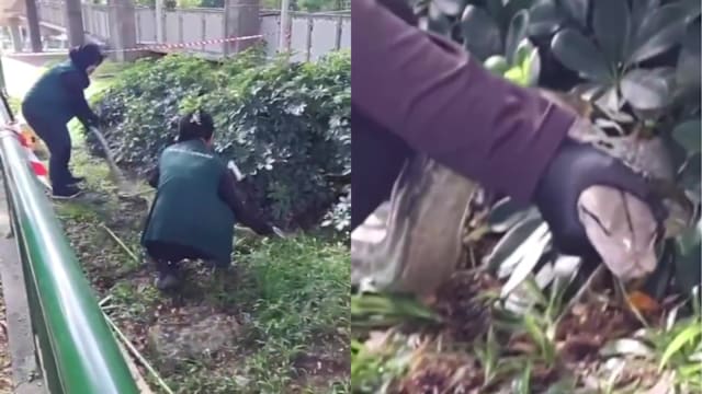 大蟒蛇组屋区出没 公园局女职员冷静处理获佳赞