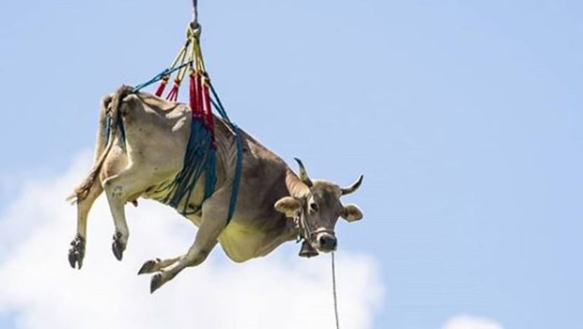 Gambar Pilihan Hari Ini