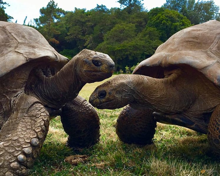 A 194-year-old tortoise, world's oldest land animal, may hold clues to longer life