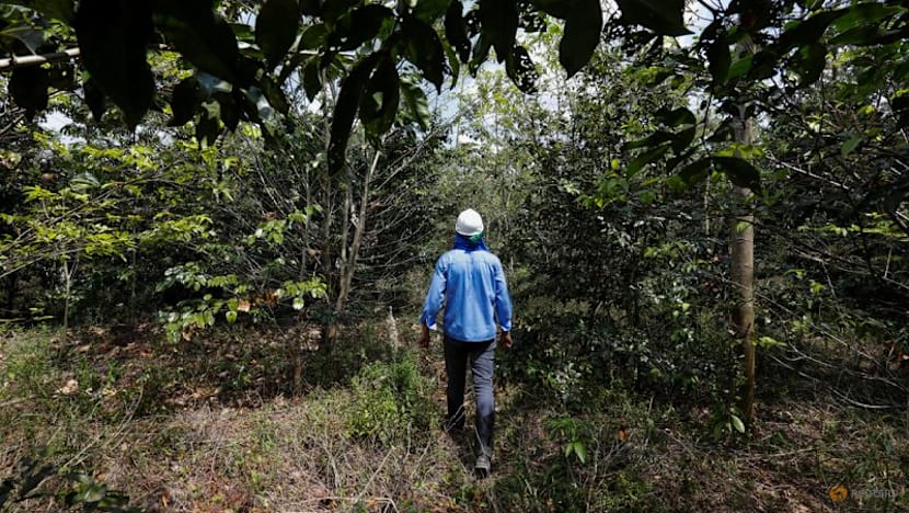 Exclusive-Google deal makes Amazon reforestation its top source of carbon removal credits