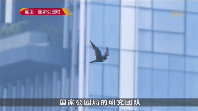游隼罕见下蛋未孵化 公园局设新人工巢箱