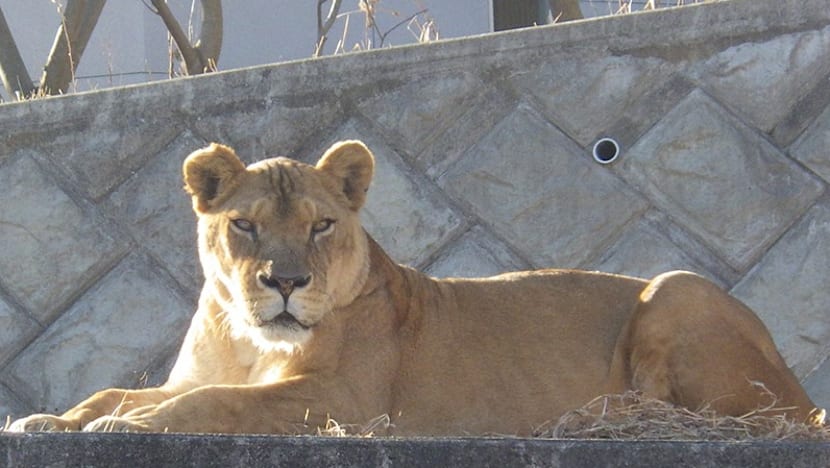 Suspected heatstroke kills three lions at Japan zoo