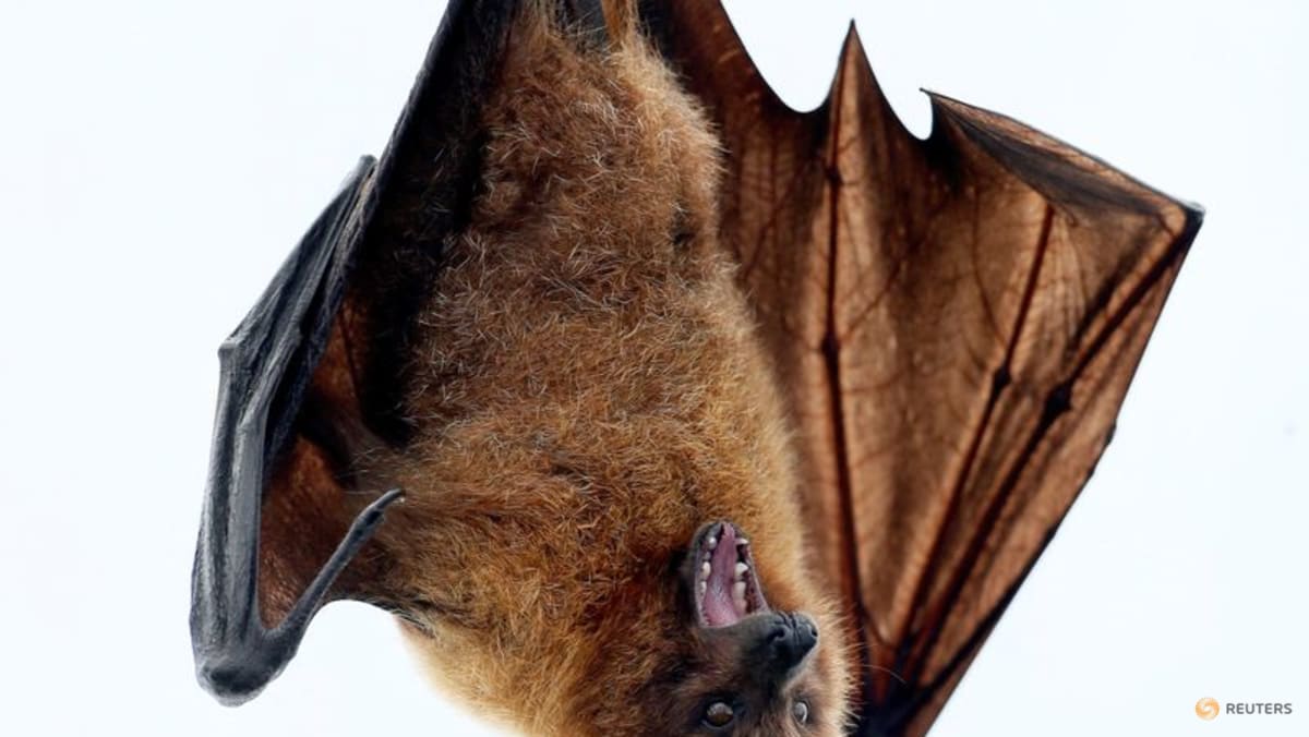 FILE PHOTO: A Rodrigues fruit bat hangs on a perch in the Masoala Rainforest hall at the zoo in Zurich March 26, 2013. REUTERS/Arnd Wiegmann/File Photo