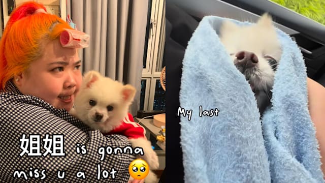 诊所一去不回，林茜茜悲曝爱犬逝世