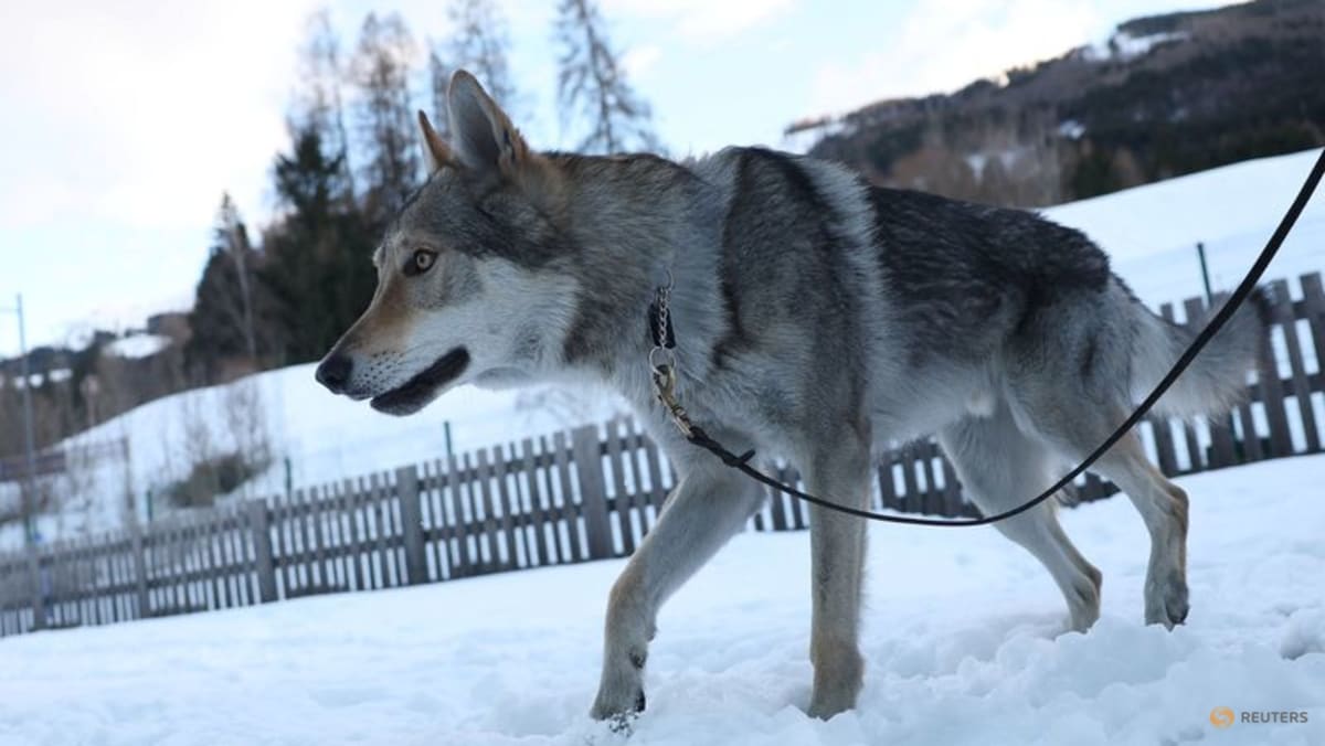 Owners recount panic after Nazgul gatecrashes race on doggy day out
