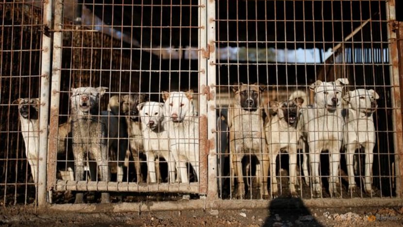 Commentary: South Korea is banning the sale of dog meat, but that does not mean consumption will stop Commentary: South Korea is banning the sale of dog meat, but that does not mean consumption will stop