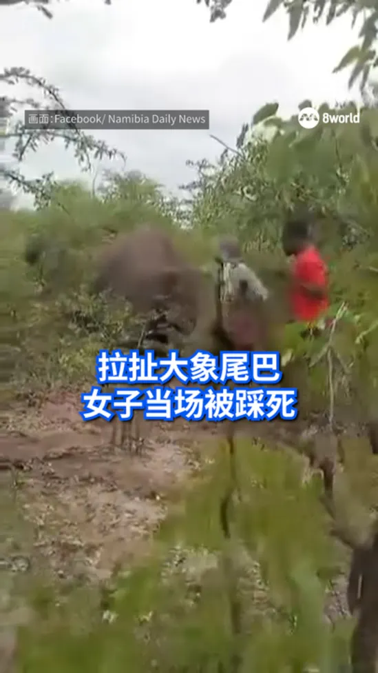 20260312_namibia_elephant_vod_01