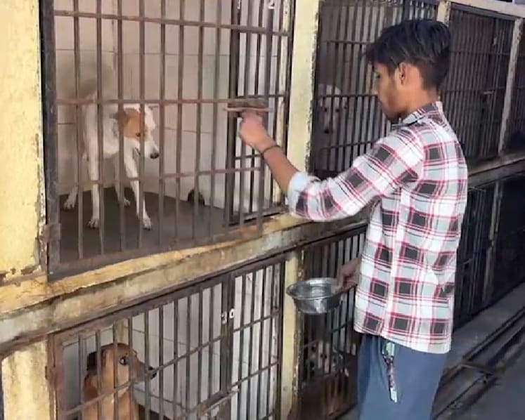 India’s top court weighs rules on stray dogs as bite cases surge