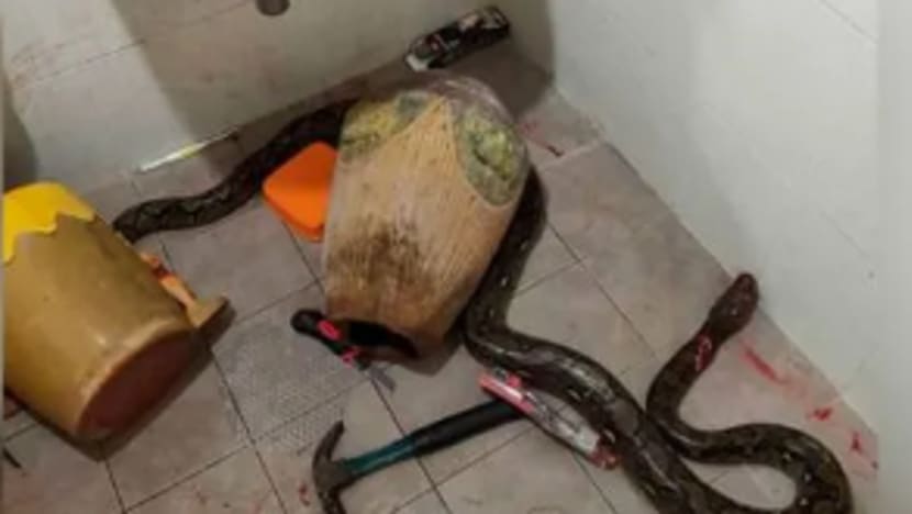 Ngeri... dipatuk ular ketika sedang 'tunai hajat'