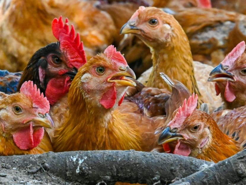 Chicken supply in Malaysia has stabilised, surplus can be exported: Agriculture minister Chicken supply in Malaysia has stabilised, surplus can be exported: Agriculture minister