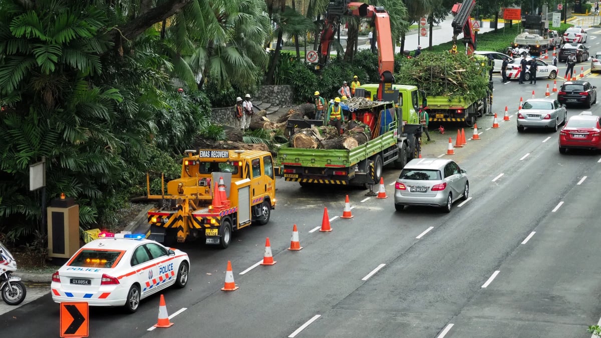 Large tree falls across Scotts Road, obstructing traffic for at least 3  hours - TODAY