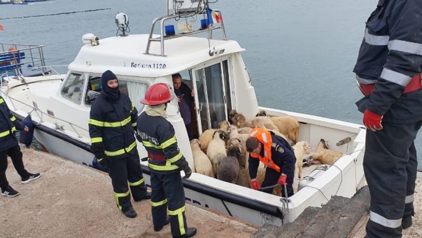 Kapal bawa 14,600 kambing karam di Laut Hitam, Romania Kapal bawa 14,600 kambing karam di Laut Hitam, Romania