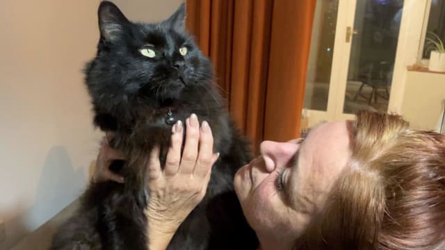 猫失踪六年后 重回英国主人身边