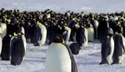Ice melt threatens emperor penguins during annual moult: Researchers