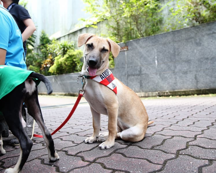 New guidelines launched for dog adoption and training, but welfare groups wish for more 'bite' than bark