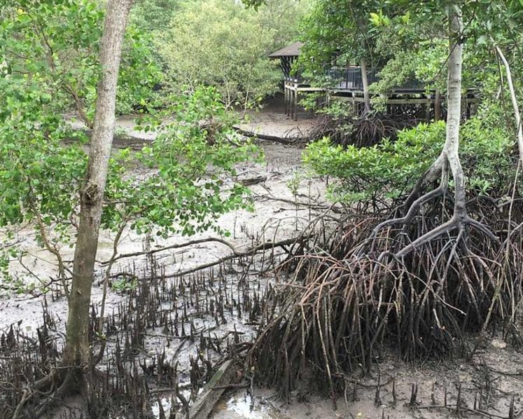 How Singapore's mangroves can contribute in the battle against climate change
