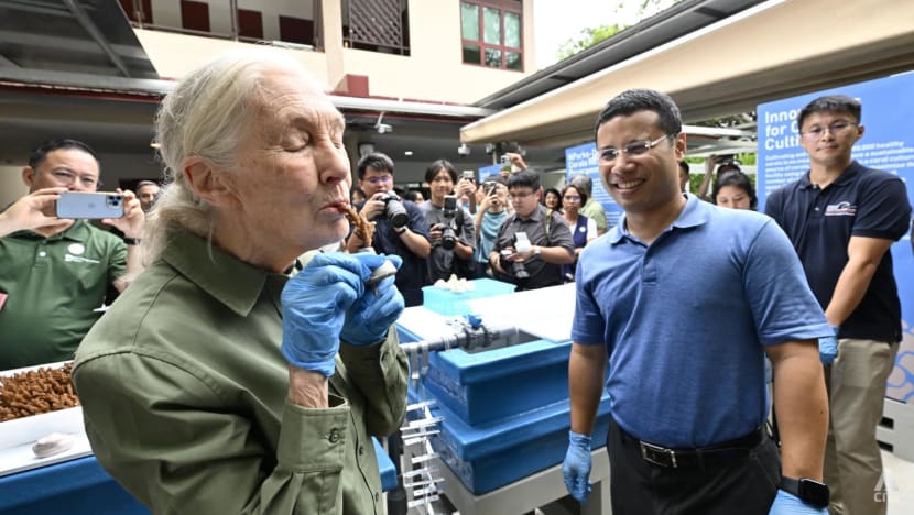 Singapore launches most extensive coral restoration effort with planting of 100,000 corals Singapore launches most extensive coral restoration effort with planting of 100,000 corals