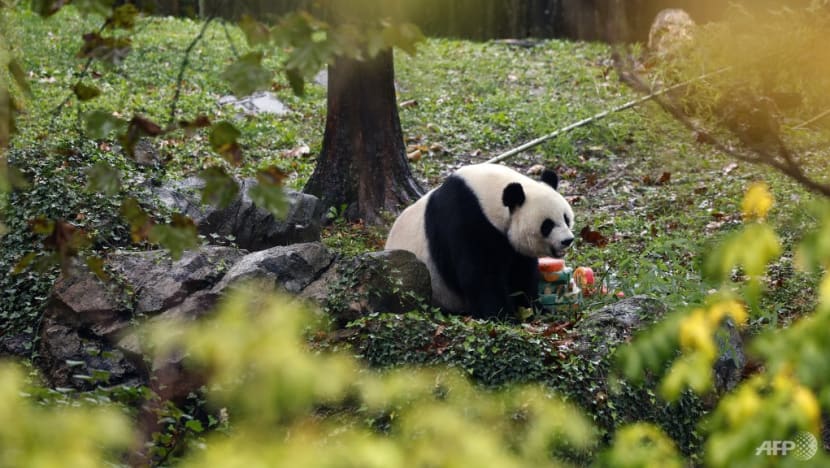 What does departure of pandas from America mean for US-China relations? What does departure of pandas from America mean for US-China relations?